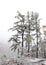 Pine trees on a snowy day