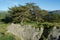 Pine trees and a steep stone cliff in the mountains