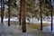 Pine trees submerged in cold frozen water