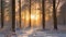 Pine Trees at Sunrise A Frozen Forest Landscape