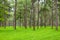 Pine trees, tall green trunks,Beautiful Pine trees and green grass