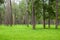 Pine trees, tall green trunks,Beautiful Pine trees and green grass