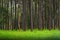 Pine trees, tall green trunks,Beautiful Pine trees and green grass