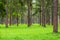 Pine trees, tall green trunks,Beautiful Pine trees and green grass