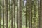Pine trees texture - Poland.