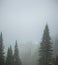 Pine Trees in Thick Fog