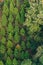 Pine trees in triangle shapes with long stairway to the top of mountain that view from Sun Moon Lake Ropeway in Yuchi Township.