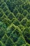 Pine trees in triangle shapes pattern that view from Gondola lifts over mountain in the area of Sun Moon Lake Ropeway in Yuchi.