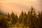 Pine trees in warm sun light and misty hills