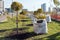 Pine trees were planted next to sacks of soil in the wasteland against the background of residential buildings