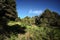 Pine Trees On Wilderness Mountain Slope