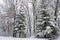 Pine trees in winter splendor