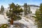 Pine trees, Yosemite, Olmsted Point