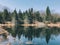 Pine tress reflection on the water