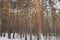 Pine trunks against the background of snow on a cloudy day