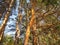 Pine trunks lit by the sun with spreading green branches. Beautiful photography of nature. Slow life