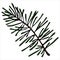 Pine twig, conifer, doodle style vector element