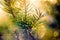 Pine twig,  Nature detail. Beautiful macro bokeh of green pant and soft light.  Swirly manual lens bokeh.