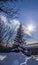Pine under Sun in Colorado Longmont