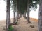 Pine walkway through the forest