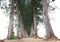 Pine walkway through the forest