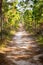 Pine walkway with sun light