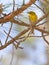 Pine Warbler