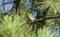 Pine Warbler bird in Loblolly Pine Tree, Georgia USA