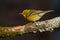 Pine Warbler (Dendroica pinus)