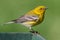 Pine Warbler (Dendroica Setophaga pinus)