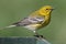 Pine Warbler (Dendroica Setophaga pinus)