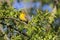 Pine Warbler in James Farm Ecological Preserve