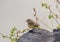 Pine Warbler on a rock