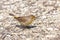 Pine Warbler Searching for Food