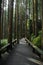 Pine wood forest in the morning in central Taiwan