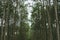Pine wood forest quiet and calm nature film tone with gain noise effect