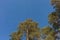 Pine wood landscape. Top fir trees close up on blue sky background. Low angle shot.