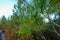 Pine wood trees in a forest near Bordeaux