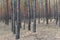 Pine wood trees in national park. Coniferous evergreen forest nature background