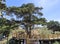 Pine by wooden walkway on the hill of wudangzhao temple, adobe rgb