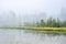 Pine woodland on a bog at a misty lake