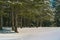 Pine woodland evergreen forest in winter