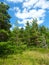 Pine Woodlands Landscape Michigan