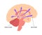 Pineal gland anatomy