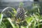 A pineapple in an agricultural farm in Ishigaki island, Okinawa, Japan