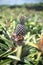 A pineapple in an agricultural farm in Ishigaki island, Okinawa, Japan