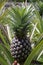 Pineapple (Ananas comosus) in natural habitat