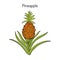 Pineapple Ananas comosus , tropical plant