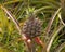 A pineapple, Ananas comosus, a tropical plant with an edible fruit on the Island of Maui in the State of Hawaii.