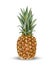 Pineapple ananas fruit for fresh juice. 3d realistic yellow, green, brown ripe pineapple isolated on white background for